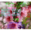 D-甘露糖，福建D-甘露糖生產(chǎn)商，廈門(mén)哪里有D-甘露糖
