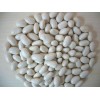 生產(chǎn)廠家專業(yè)現(xiàn)貨供應(yīng)白蕓豆提取物 菜豆素Phaseolin