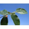 優(yōu)惠供應五倍子提取40%90%鞣花酸Ellagic acid