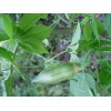 優(yōu)惠提供98%齊墩果酸 Oleanolic acid