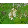 優(yōu)惠供應(yīng)槐米提取物 蘆丁Rutin 槲皮素Quercetin