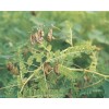 生產(chǎn)廠家現(xiàn)貨供應(yīng)50%黃芪多糖