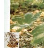 優(yōu)惠供應(yīng)鬼臼毒素 Podophyllotoxin