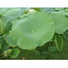 專業(yè)廠家生產(chǎn)供應荷葉提取物5:1 10:1 20:1比例