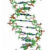 現(xiàn)貨 Human GABPa ELISA Kit