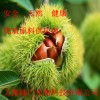 56377-79-8三仙膠，三仙膠價格，三仙膠作用