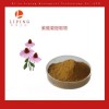 紫錐菊提取物菊苣酸1%   紫錐菊多酚4%價(jià)格